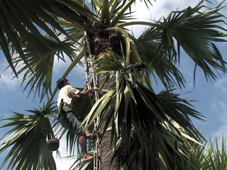 palm-02-320x240.jpg palm-02-320x240.jpg